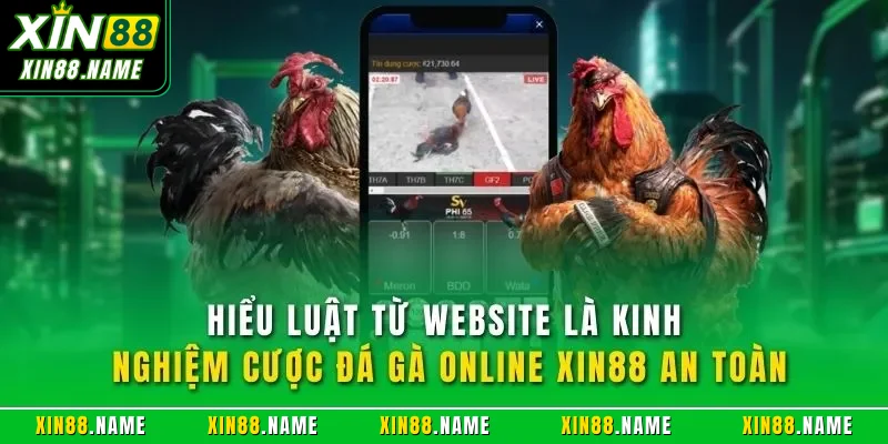 Hiểu luật từ website là kinh nghiệm cược đá gà online XIN88 an toàn